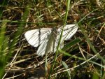 Dyblik liniaczek (Siona lineata)
