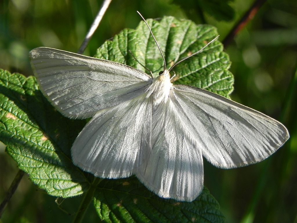 Dyblik liniaczek (Siona lineata)
