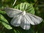 Dyblik liniaczek (Siona lineata)