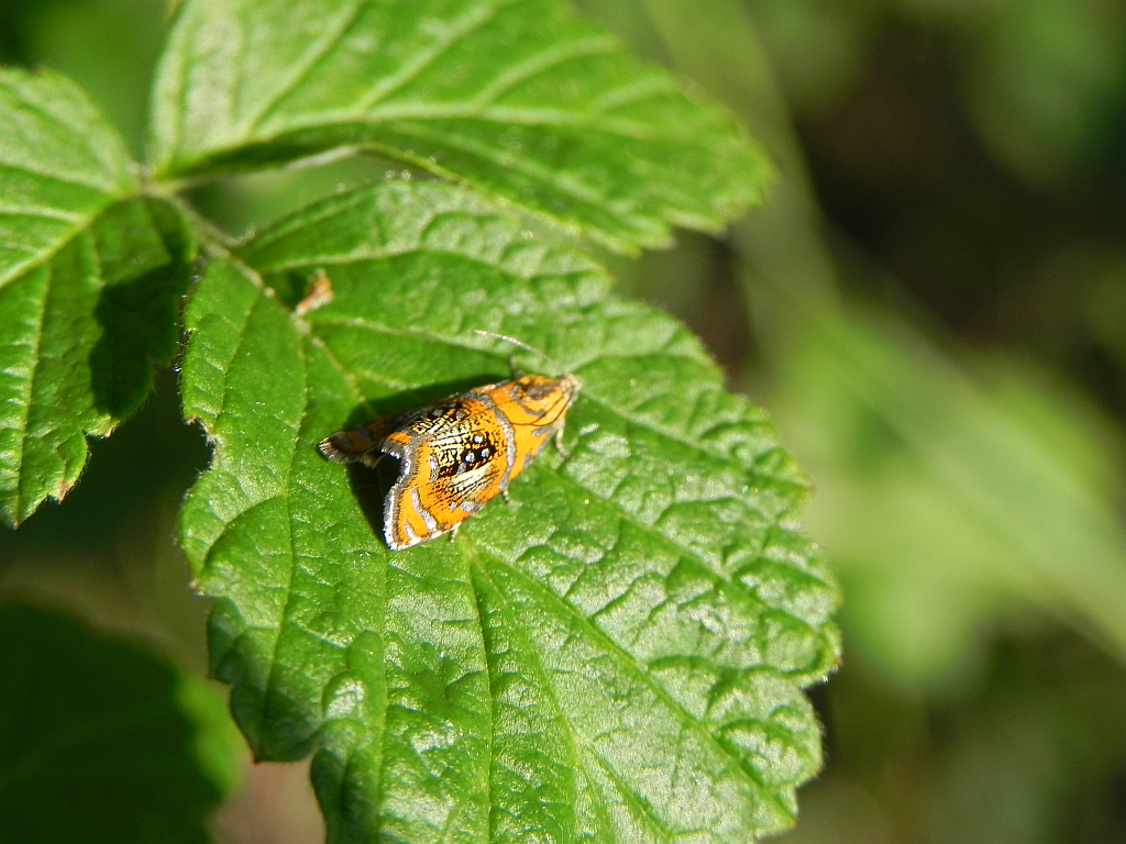 Zwójka tęczowana (Olethreutes arcuella)