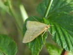 Paratalanta pandalis