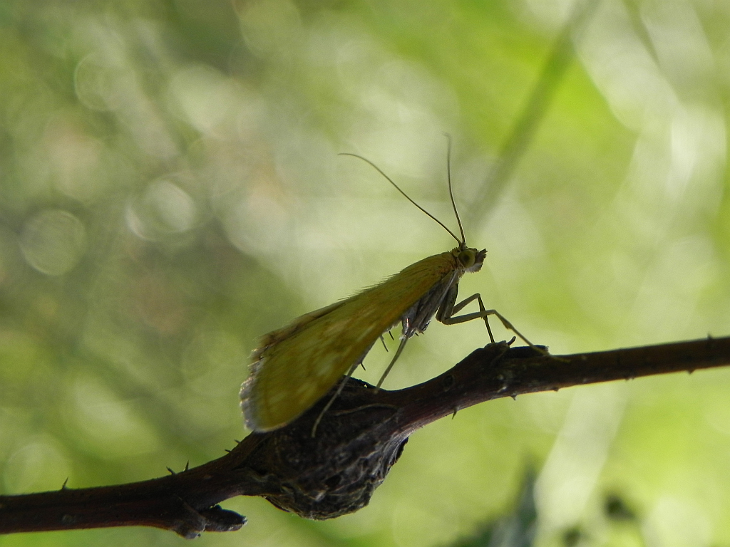 Paratalanta pandalis