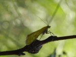 Paratalanta pandalis