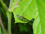 Przezierka pokrzywianka (Anania hortulata)
