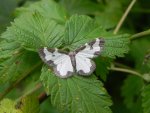 Plamieniec nabuczak (Lomaspilis marginata)