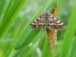Pyliniak wrzosiak (Ematurga atomaria)