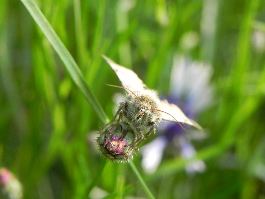 Sitochroa verticalis