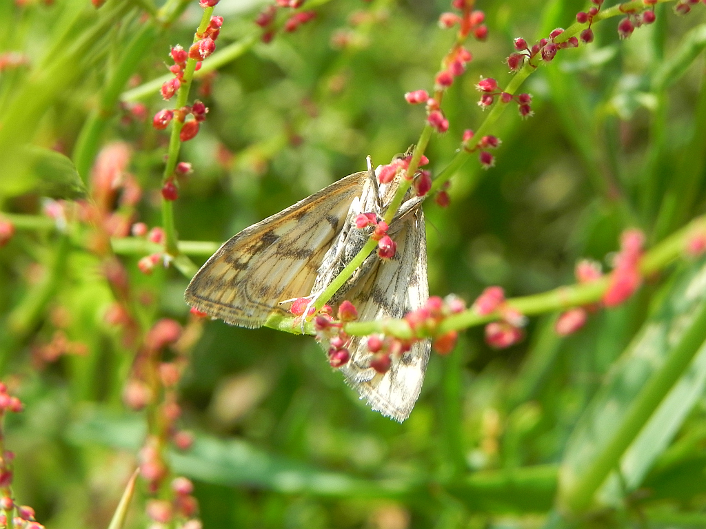 Sitochroa verticalis