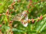 Sitochroa verticalis