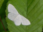 Wątlak gajowiak (Scopula nemoraria)