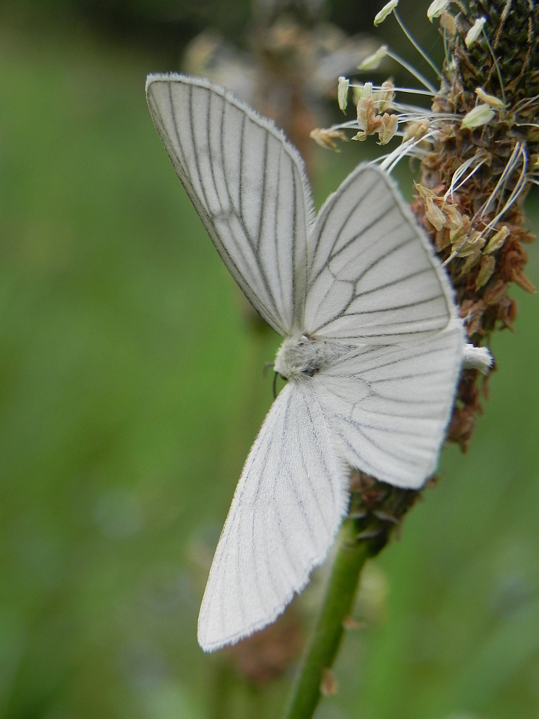 Dyblik liniaczek (Siona lineata)