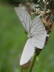 Dyblik liniaczek (Siona lineata)