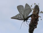 Dyblik liniaczek (Siona lineata)