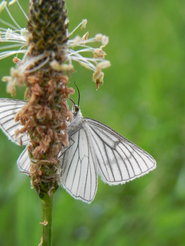 Dyblik liniaczek (Siona lineata)