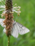 Dyblik liniaczek (Siona lineata)
