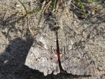 Wstęgówka pąsówka (Catocala nupta)