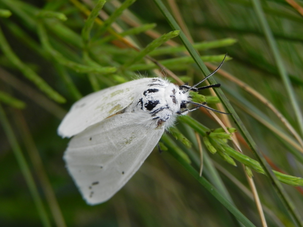 Szewnica pokrzywnica (Spilosoma urticae)