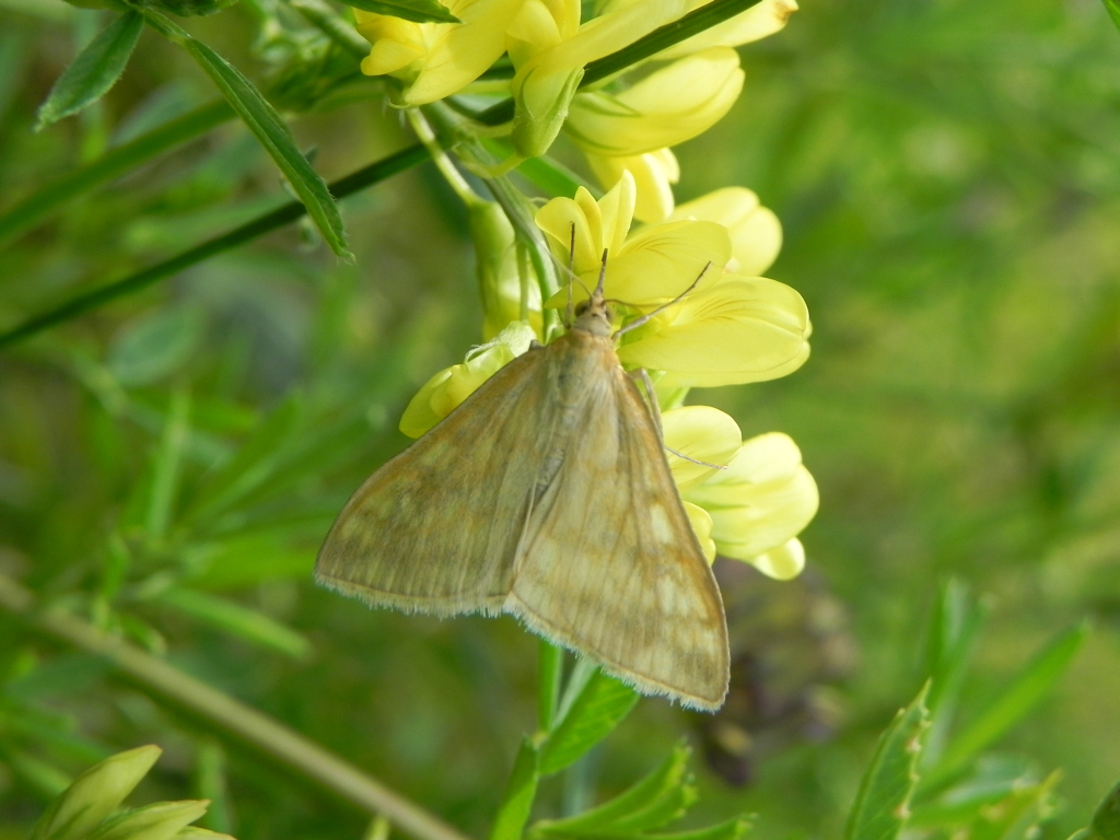 Sitochroa verticalis