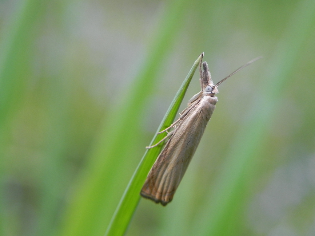 Pediasia aridella
