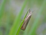Pediasia aridella