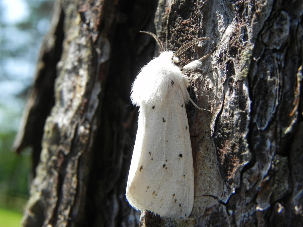Szewnica miętówka (Spilosoma lubricipeda)