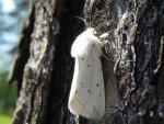Szewnica miętówka (Spilosoma lubricipeda)