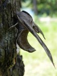 Nastrosz półpawik, gryzuń półpawik (Smerinthus ocellata syn. Smerinthus ocellatus)