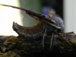 Nastrosz półpawik, gryzuń półpawik (Smerinthus ocellata syn. Smerinthus ocellatus)