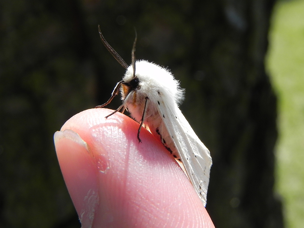 Szewnica miętówka (Spilosoma lubricipeda)