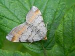 Witalnik sosnowiak (Macaria liturata)