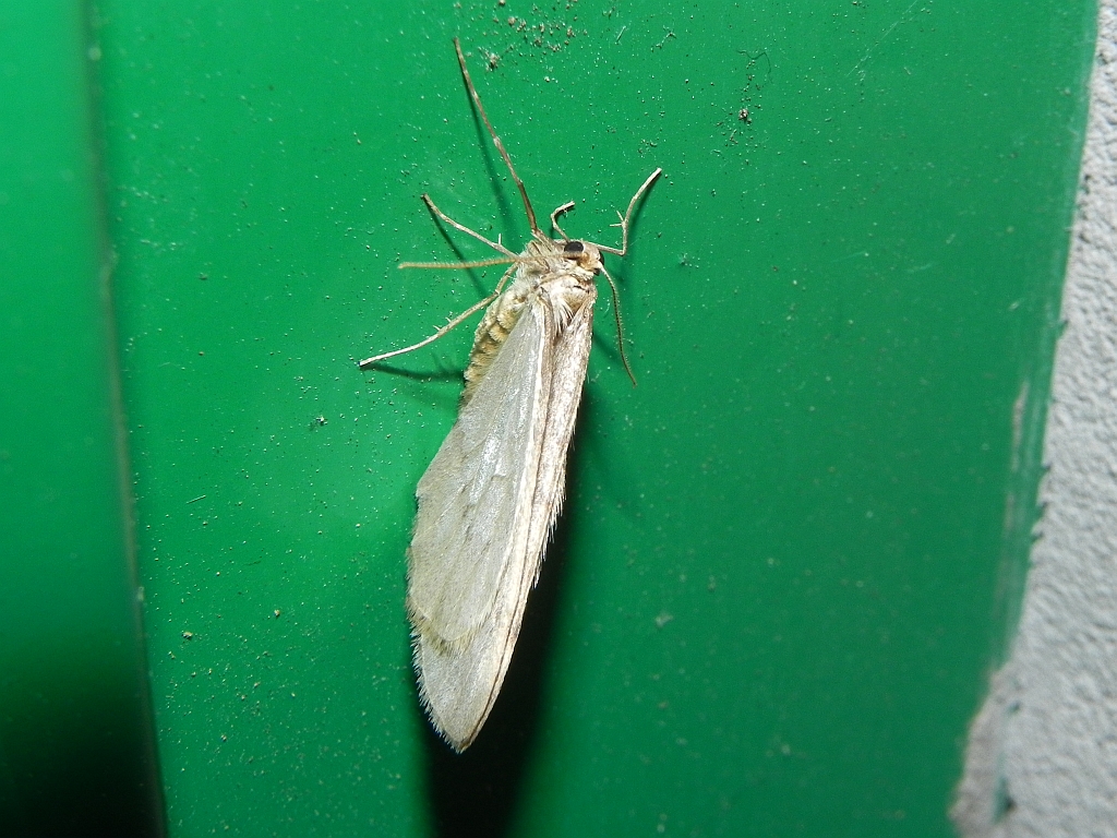 Coenotephria salicata
