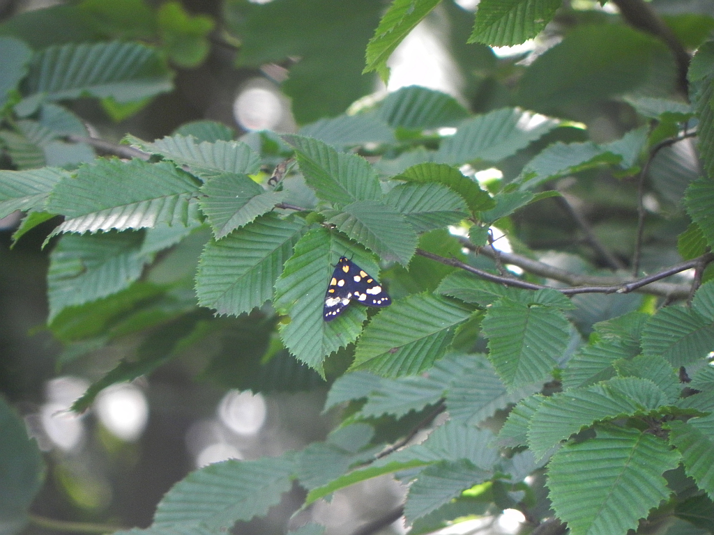 Krasopani poziomówka (Callimorpha dominula)