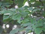 Krasopani poziomówka (Callimorpha dominula)