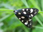 Krasopani poziomówka (Callimorpha dominula)