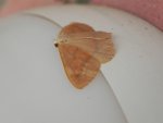 Ostrolot kreskowiak (Hylaea fasciaria)