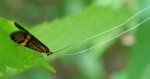 Wąsateczka zawilczaneczka (Nemophora degeerella)