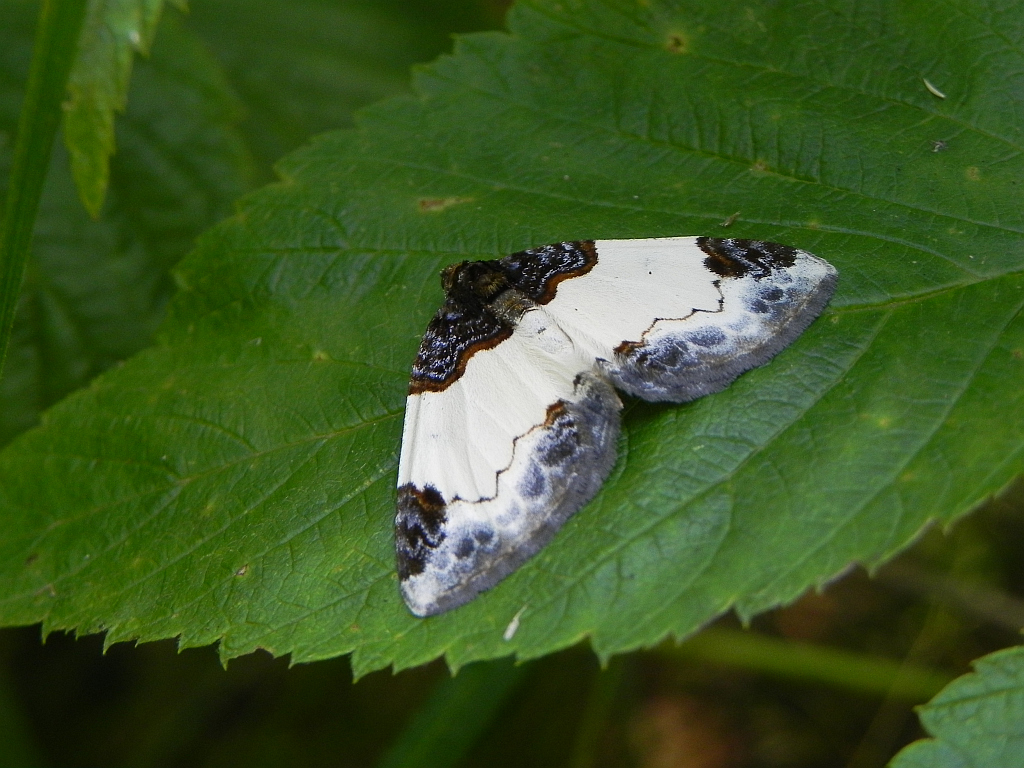 Paśnik maliniak (Mesoleuca albicillata)