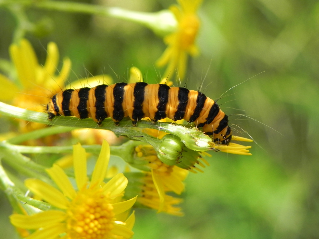 Proporzyca marzymłódka (Tyria jacobaeae)