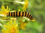 Proporzyca marzymłódka (Tyria jacobaeae)
