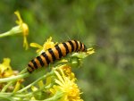 Proporzyca marzymłódka (Tyria jacobaeae)