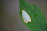 Łada dwukropka (Cybosia mesomella)