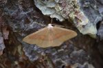 Ostrolot kreskowiak (Hylaea fasciaria)