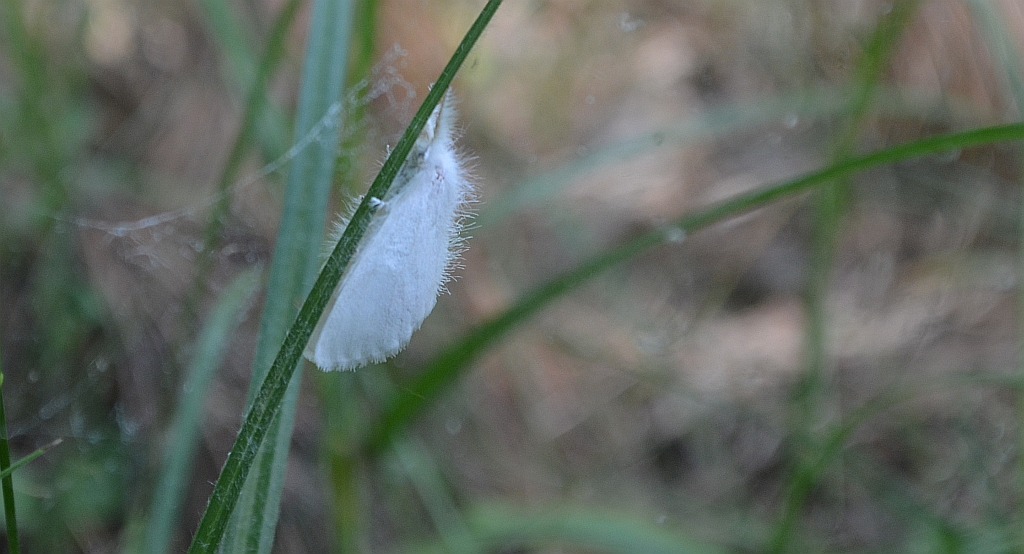 Kuprówka złotnica (Euproctis similis)