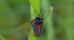 Proporzyca marzymłódka (Tyria jacobaeae)