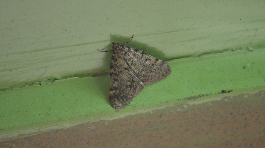 Scoparia basistrigalis lub Eudonia murana