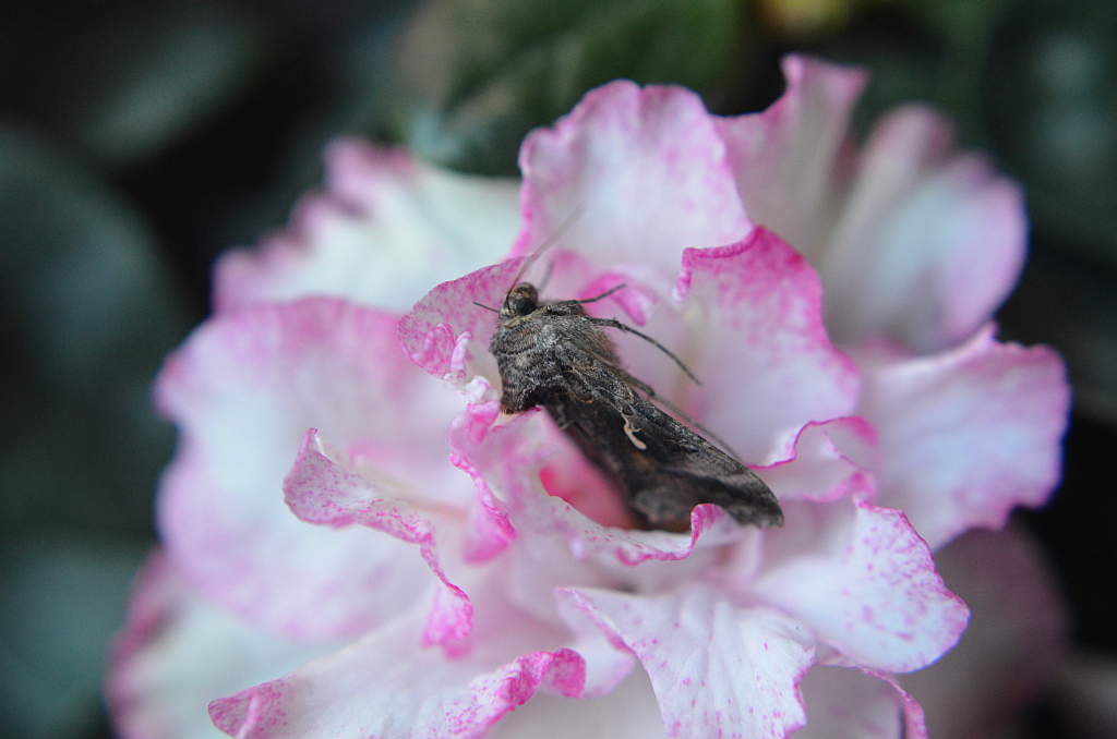 Błyszczka jarzynówka (Autographa gamma)