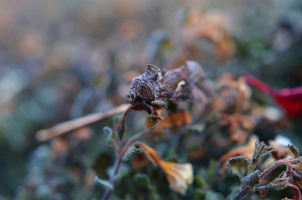 Błyszczka jarzynówka (Autographa gamma)