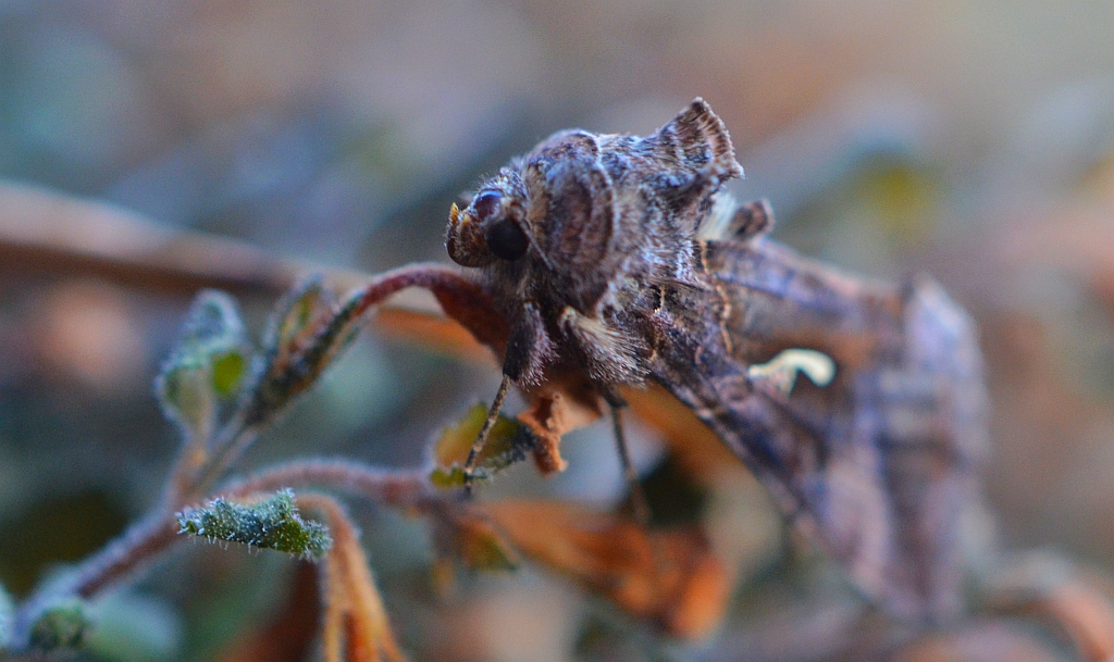 Błyszczka jarzynówka (Autographa gamma)