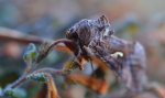 Błyszczka jarzynówka (Autographa gamma)