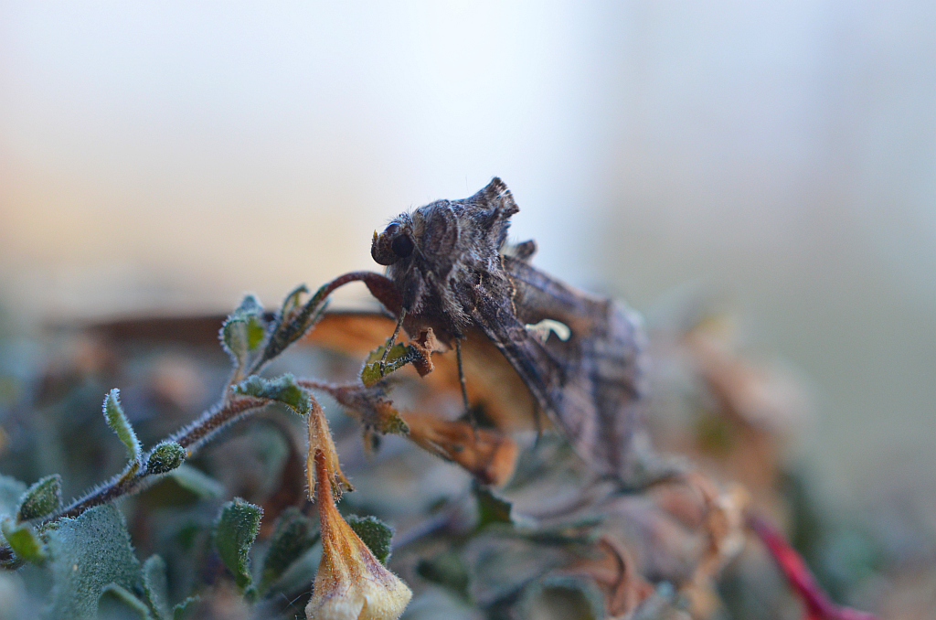 Błyszczka jarzynówka (Autographa gamma)